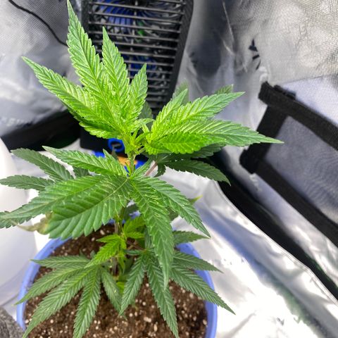 Pure Michigan growlog timeline photo