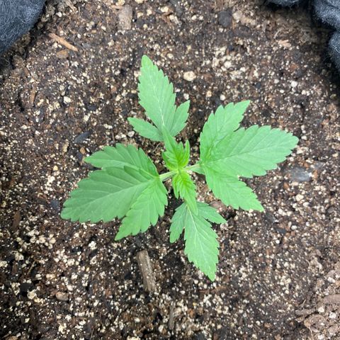 Auto star #2 growlog timeline photo
