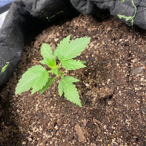 Auto star #2 growlog timeline photo
