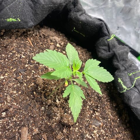 Auto star #2 growlog timeline photo