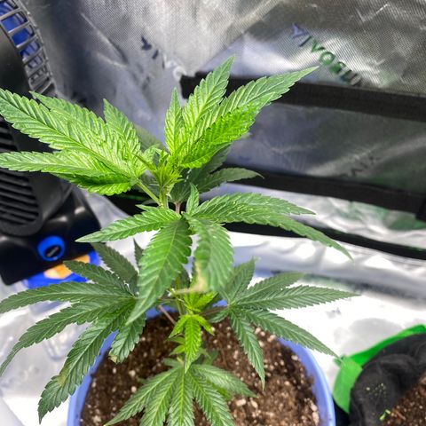 Pure Michigan growlog timeline photo