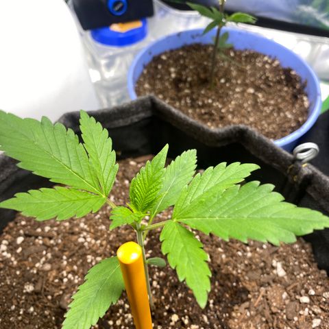 HoneyCream 1 growlog timeline photo