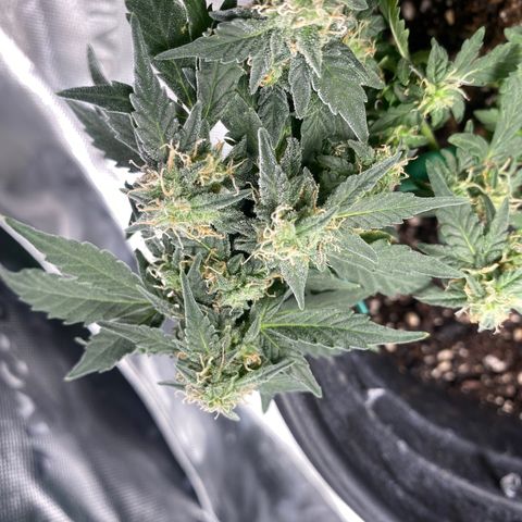Star 1 growlog timeline photo