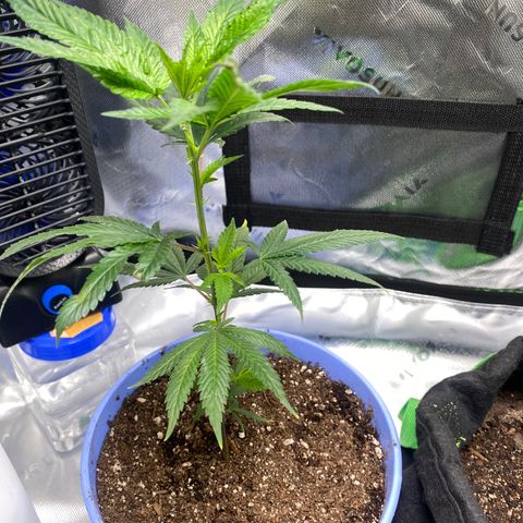 Pure Michigan growlog timeline photo