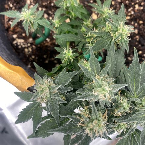 Star 1 growlog timeline photo