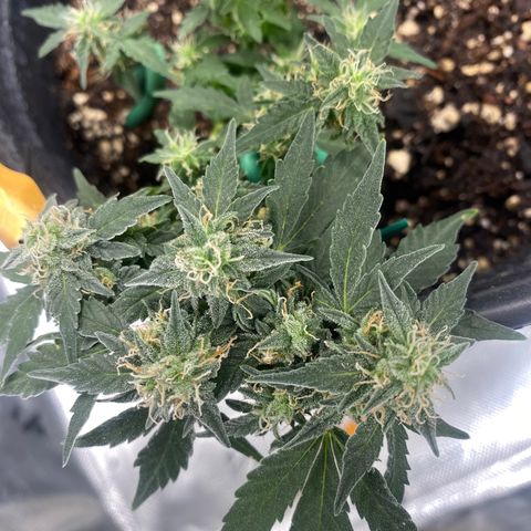 Star 1 growlog timeline photo