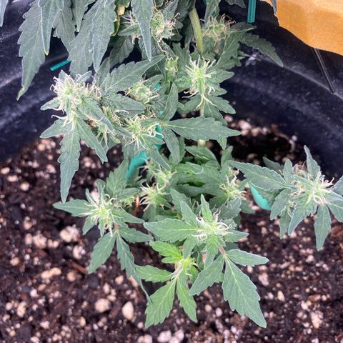 Star 1 growlog timeline photo