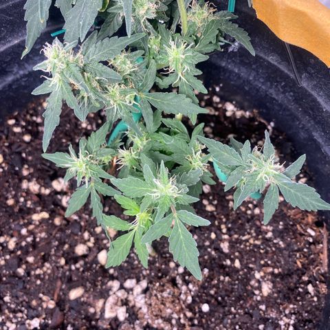 Star 1 growlog timeline photo