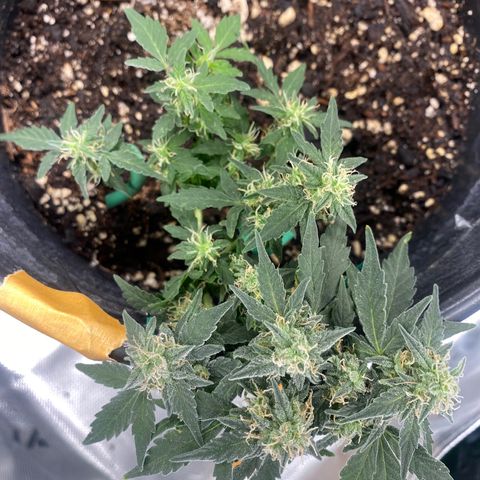 Star 1 growlog timeline photo