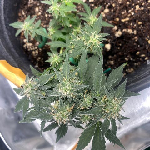 Star 1 growlog timeline photo