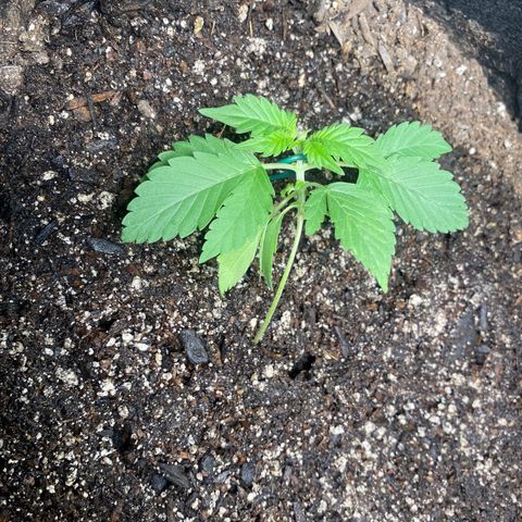 Auto star #2 growlog timeline photo
