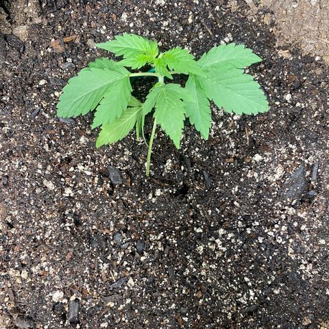 Auto star #2 growlog timeline photo
