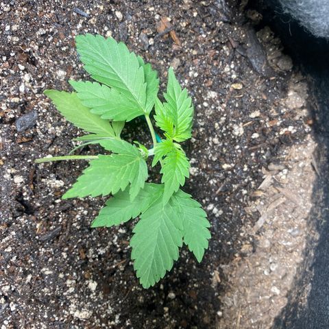 Auto star #2 growlog timeline photo