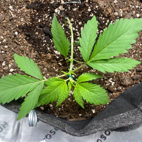 HoneyCream 1 growlog timeline photo
