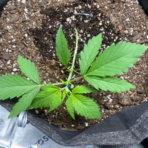 HoneyCream 1 growlog timeline photo