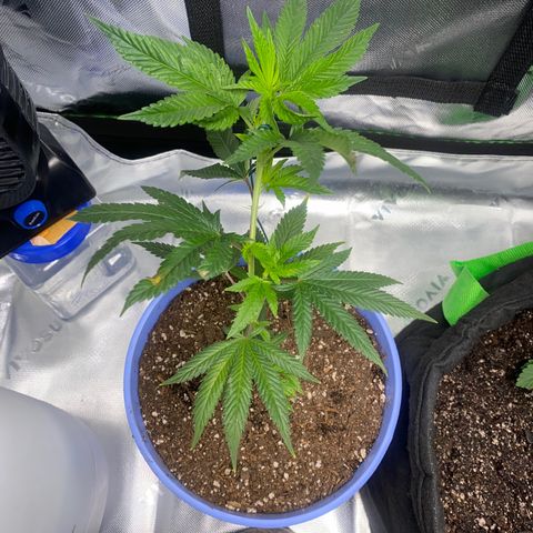 Pure Michigan growlog timeline photo