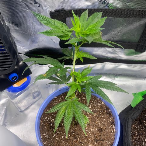 Pure Michigan growlog timeline photo