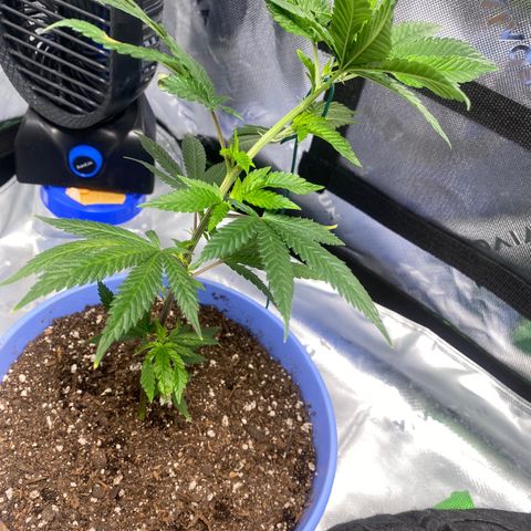 Pure Michigan growlog timeline photo
