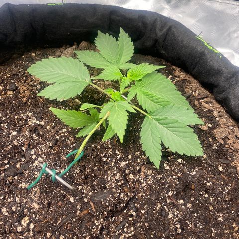 Auto star #2 growlog timeline photo