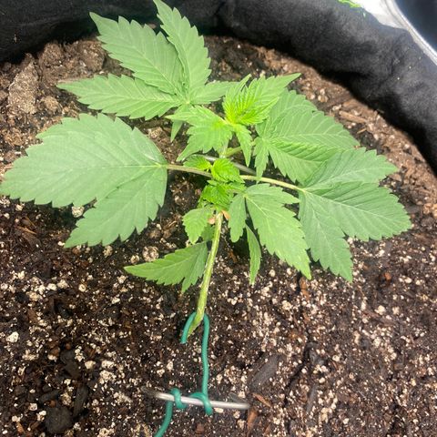 Auto star #2 growlog timeline photo