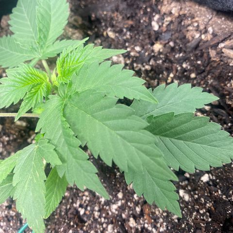 Auto star #2 growlog timeline photo