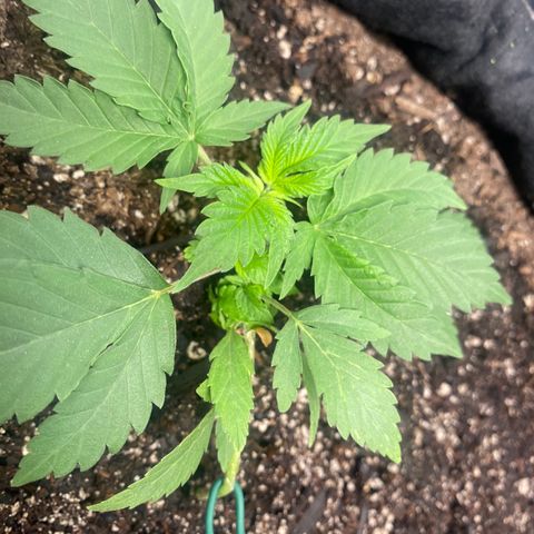 Auto star #2 growlog timeline photo