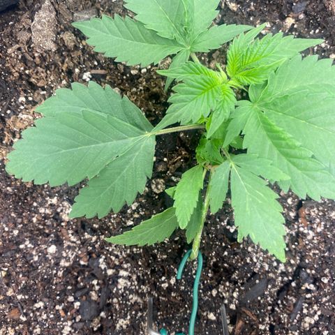 Auto star #2 growlog timeline photo