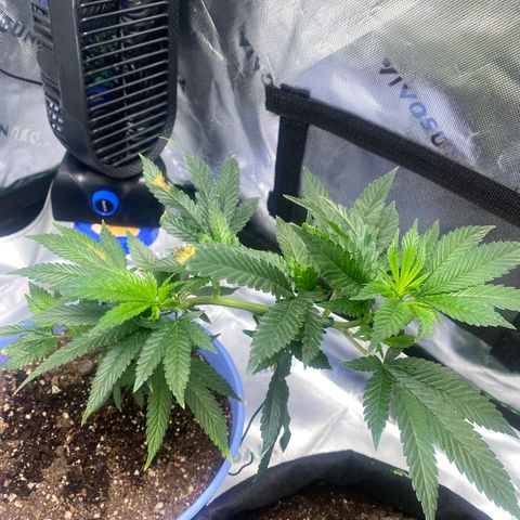 Pure Michigan growlog timeline photo