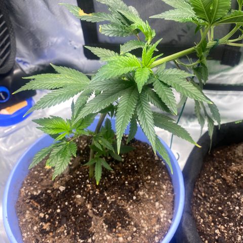 Pure Michigan growlog timeline photo