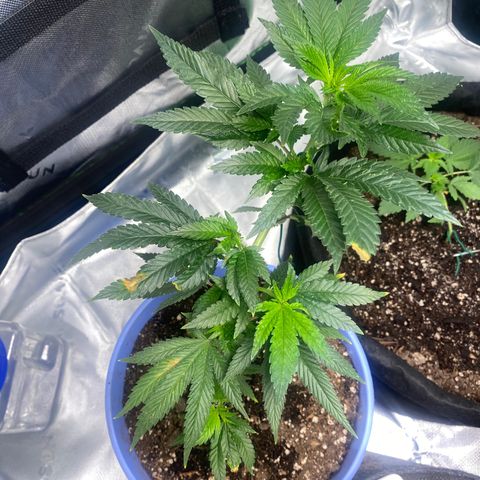 Pure Michigan growlog timeline photo