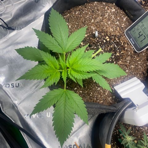 HoneyCream 1 growlog timeline photo