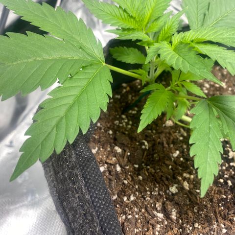HoneyCream 1 growlog timeline photo