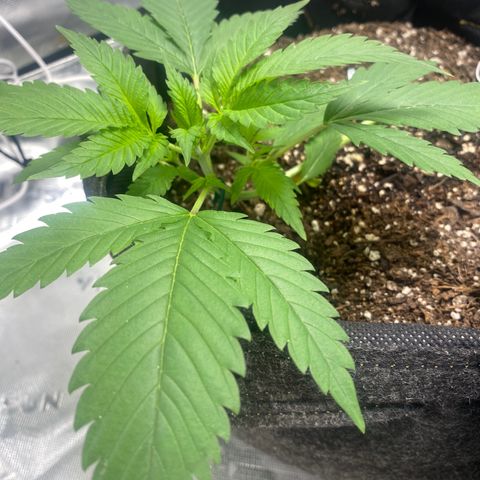 HoneyCream 1 growlog timeline photo