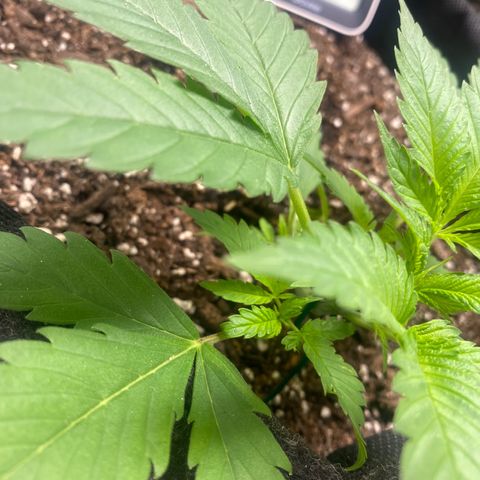 HoneyCream 1 growlog timeline photo