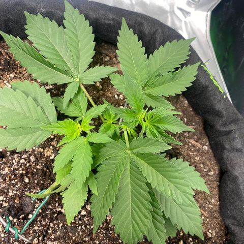 Auto star #2 growlog timeline photo