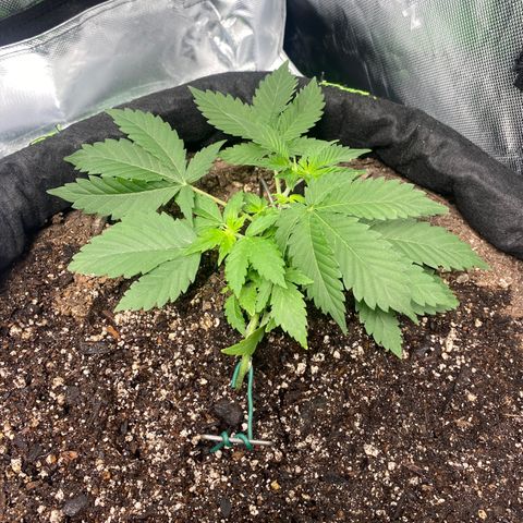 Auto star #2 growlog timeline photo
