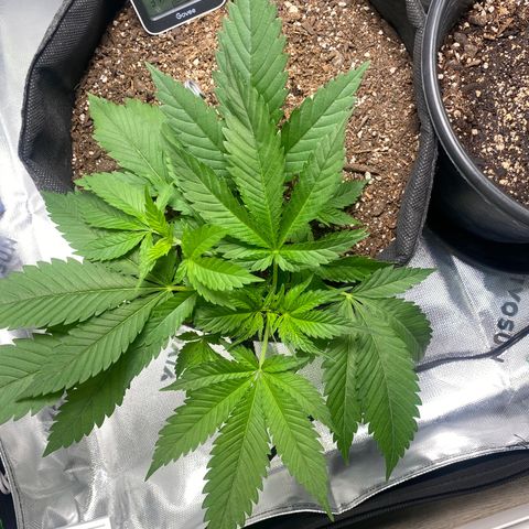 HoneyCream 1 growlog timeline photo