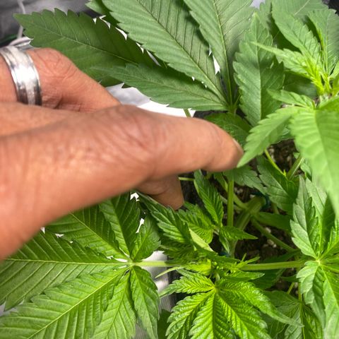 HoneyCream 1 growlog timeline photo