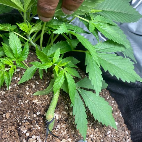 HoneyCream 1 growlog timeline photo