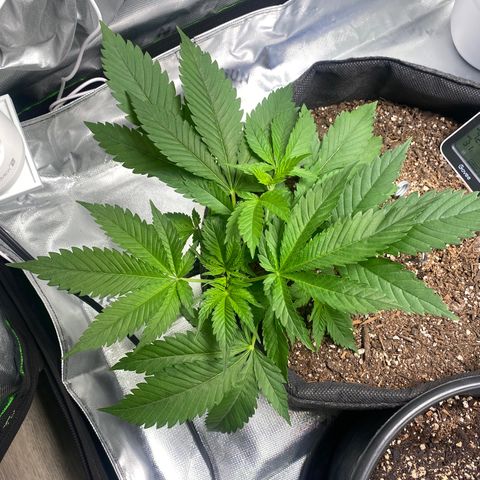 HoneyCream 1 growlog timeline photo