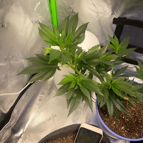 Pure Michigan growlog timeline photo