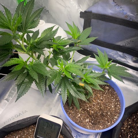 Pure Michigan growlog timeline photo