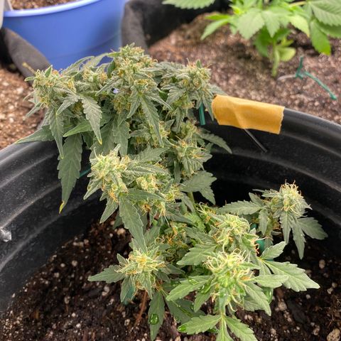 Star 1 growlog timeline photo