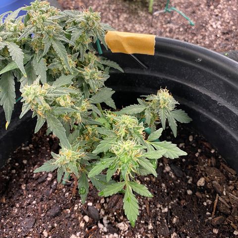 Star 1 growlog timeline photo
