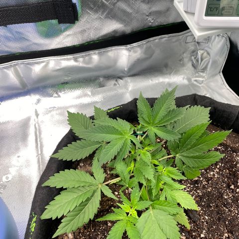 Auto star #2 growlog timeline photo
