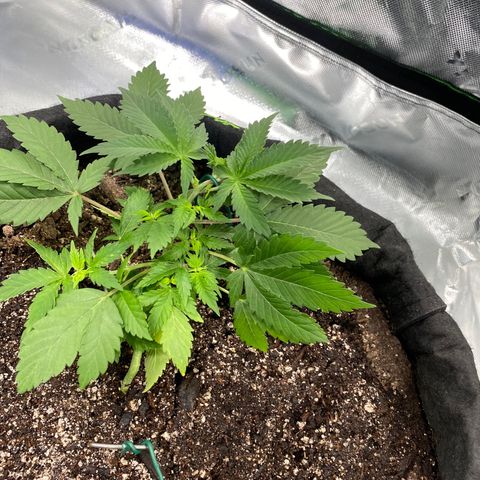 Auto star #2 growlog timeline photo