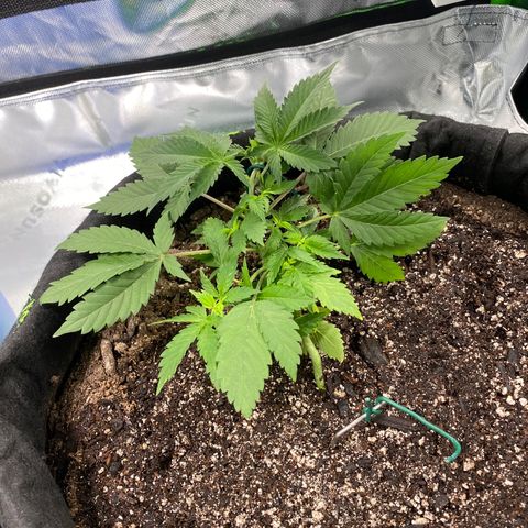 Auto star #2 growlog timeline photo