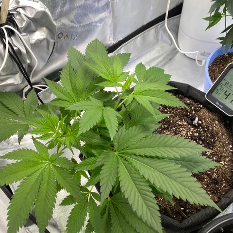 HoneyCream 1 growlog timeline photo