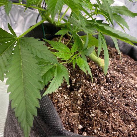 HoneyCream 1 growlog timeline photo