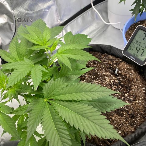 HoneyCream 1 growlog timeline photo